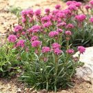 Jammas5 Lychnis- Alpina- 50 Seeds-