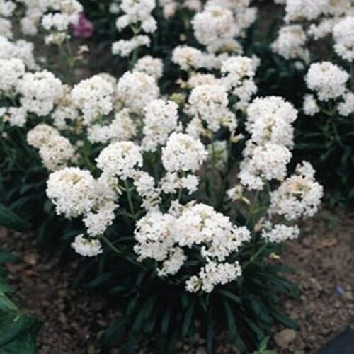 Jammas5 Lychnis Viscaria Splendens Snowstar- 400 Seeds-