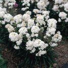 Jammas5 Lychnis Viscaria Splendens Snowstar- 400 Seeds-