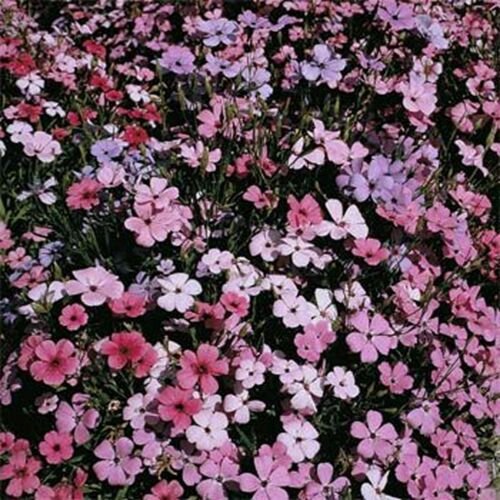 Jammas5 Lychnis Viscaria Splendens Rosett- 400 Seeds-