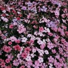 Jammas5 Lychnis Viscaria Splendens Rosett- 400 Seeds-