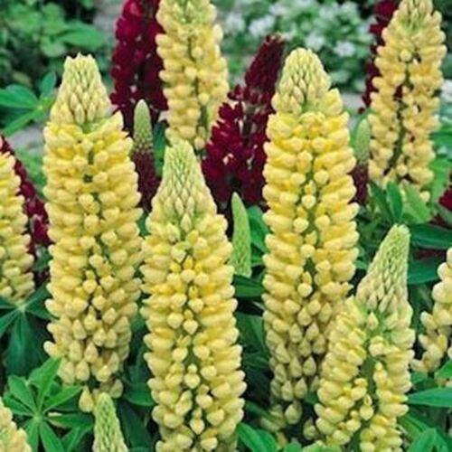 Jammas5 Lupine (Lupinus Polyphyllus Chandelier) -25 Seeds-