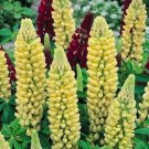 Jammas5 Lupine (Lupinus Polyphyllus Chandelier) -25 Seeds-
