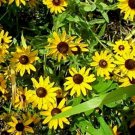 Jammas5 Black-Eyed Susan (Rudbeckia Hirta)- 400 Seeds