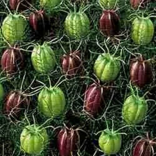 Jammas5 Love-in-a-Mist Marbles (Nigella Damascena Albion)-50 seeds