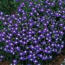Jammas5 Lobelia Erinus - Mrs Clibran- 100 seeds