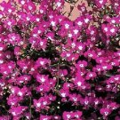 Jammas5 Lobelia Erinus - Rose Moon- 100 seeds
