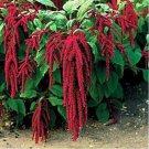 Jammas5 Love Lies Bleeding(Amaranthus Caudatus Red) -200 Seeds