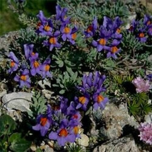 Jammas5 Linaria- Alpina- 50 Seeds