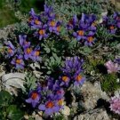 Jammas5 Linaria- Alpina- 50 Seeds