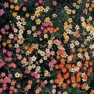 Jammas5 Leptosiphon Hybrida French Hybrids Mix- 100 Seeds