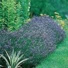 Jammas5 Lavender Hidcote Blue (Lavandula Angustifolia)- 50 Seeds