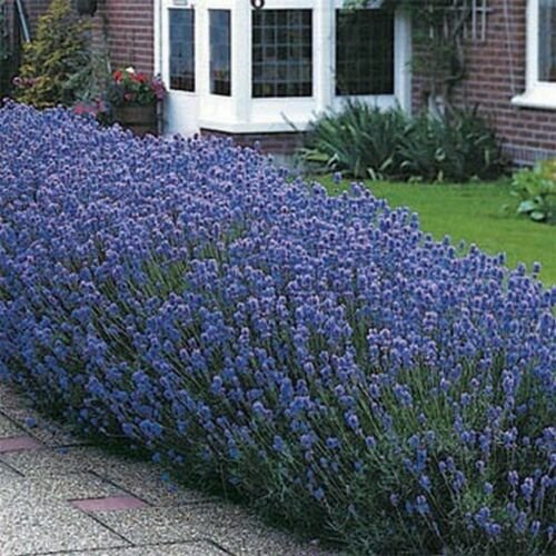 Jammas5 Lavender- Munstead- (Angustifolia) -50 Seeds-