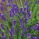 Jammas5 Lavender English (Lavandula Angustifolia - Vera)-100 Seeds-