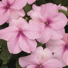 Jammas5 Impatiens Walleriana -Baby Pink - 50 Seeds
