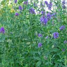 Jammas5 Alfalfa- Vernal-(Medicago sativa )500 Seeds