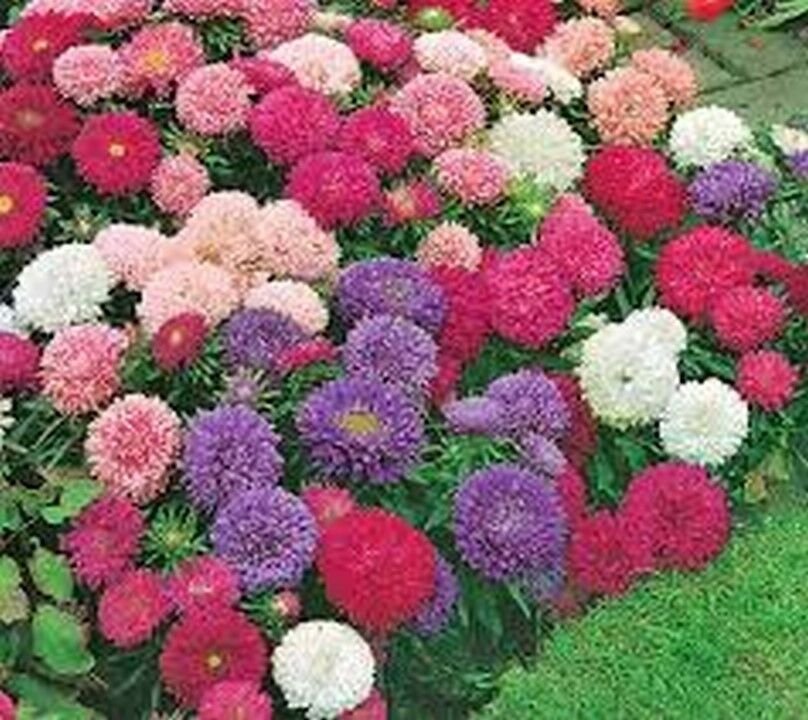 Jammas5 Aster- Powderpuff Mix- 50 Seeds