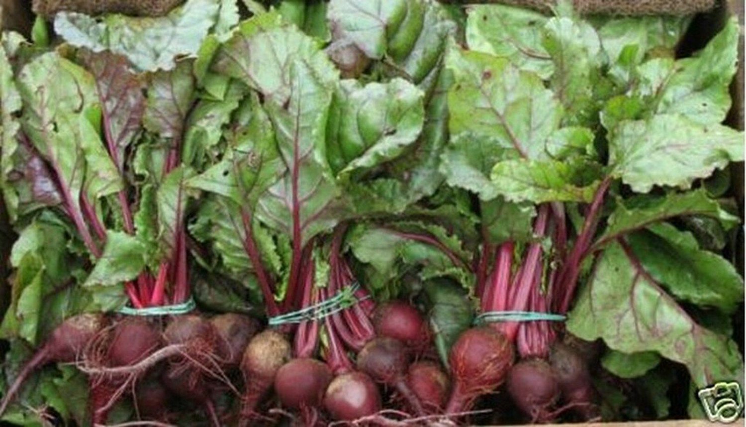 Jammas5 Beets- Early Wonder- 100 Seeds