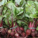 Jammas5 Beets- Early Wonder- 100 Seeds