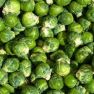 Jammas5 Brussel Sprouts- 100 Seeds