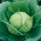 Jammas5 Cabbage- Golden Acre- 200 Seeds