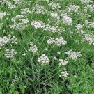 Jammas5 Caraway- - 200 Seeds