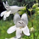 Jammas5 Foxglove- White Beardtongue- 100 Seeds -