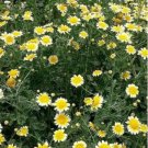 Jammas5 Garland Daisy- 200 Seeds -