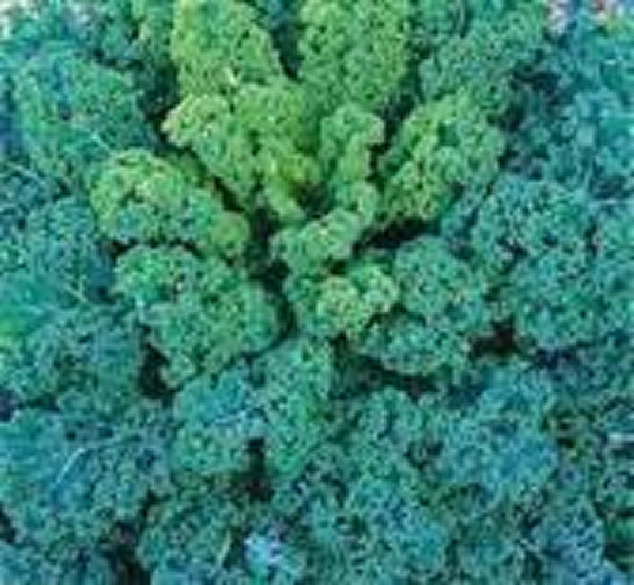 Jammas5 Kale- Vates Blue Curled-- 200 Seeds -