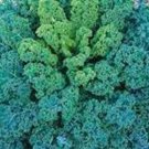 Jammas5 Kale- Vates Blue Curled-- 200 Seeds -