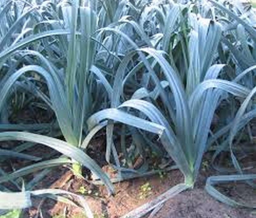 Jammas5 Leek- American Flag- 200 Seeds -