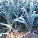 Jammas5 Leek- American Flag- 200 Seeds -