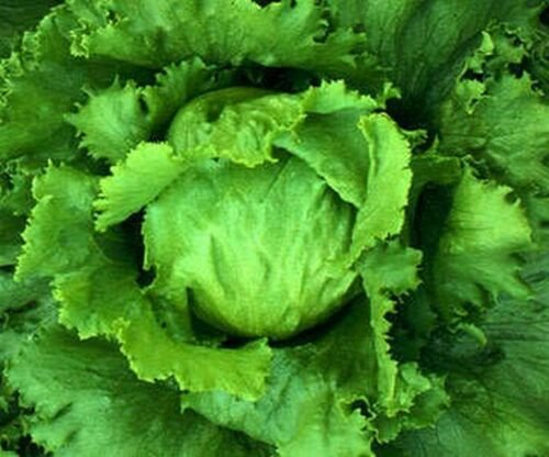 Jammas5 Lettuce- Iceberg- 100 Seeds -