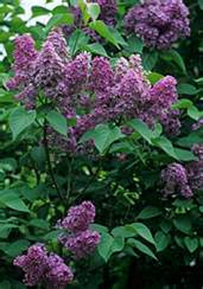 Jammas5 Lilac- Common- 20 Seeds -
