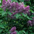 Jammas5 Lilac- Common- 20 Seeds -