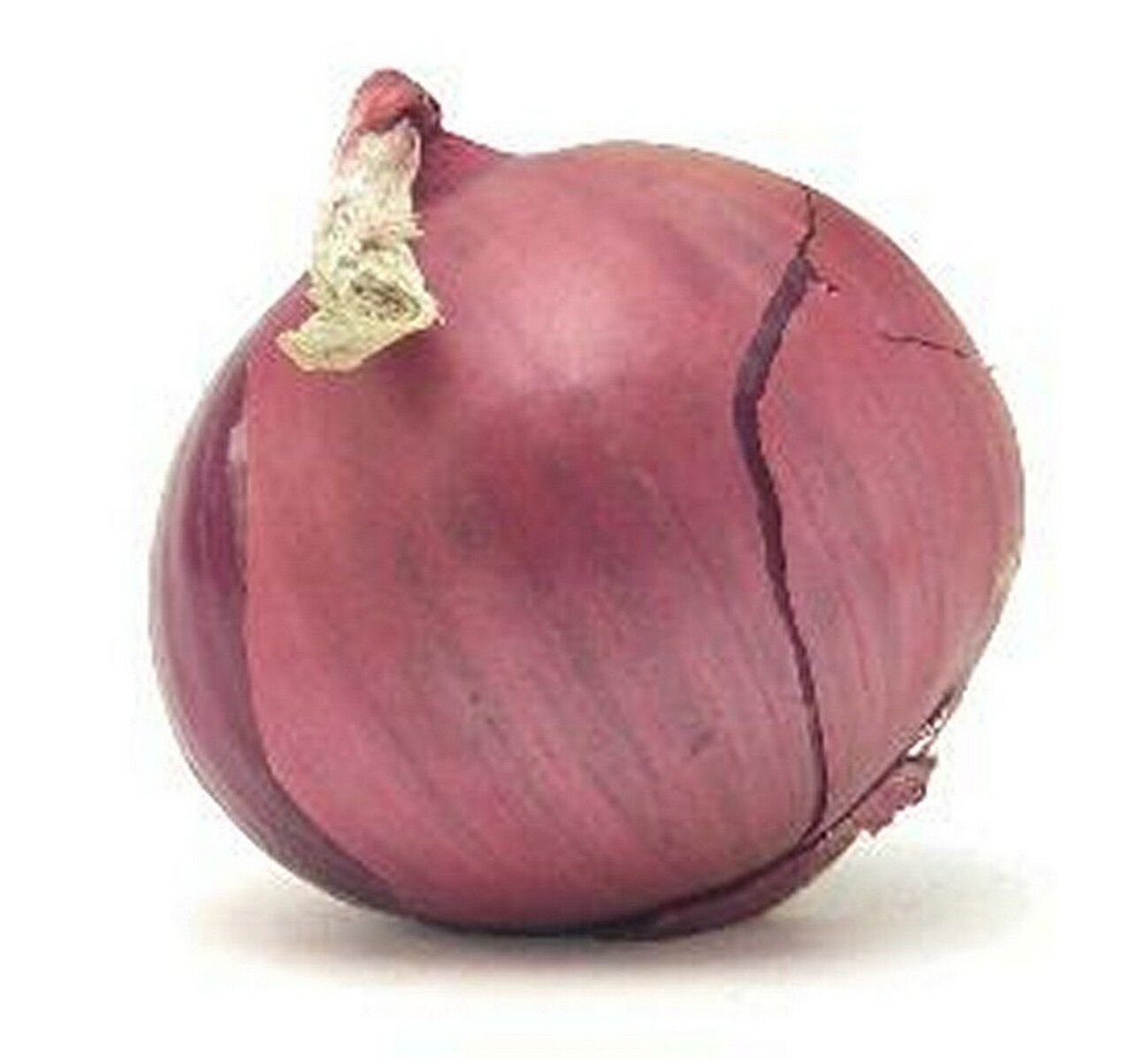 Jammas5 Onion- Red- Sweet- 200 Seeds -