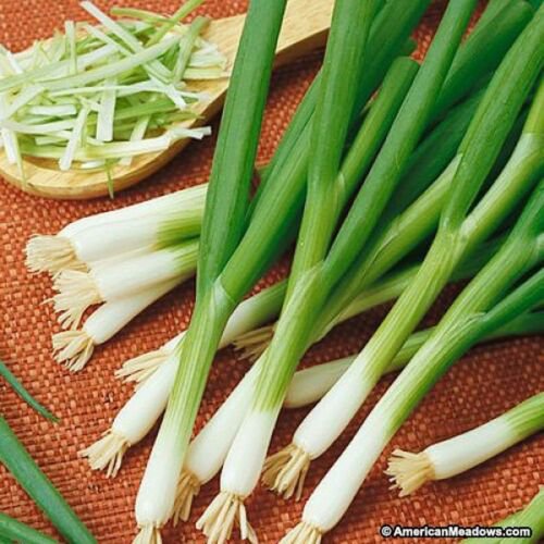 Jammas5 Onion- White Bunching - 500 Seeds -