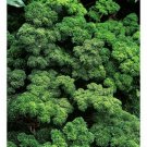 Jammas5 Parsley- Moss Curled- 200 Seeds -