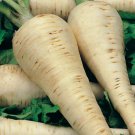 Jammas5 Parsnip- Hollow Crown- 100 Seeds -
