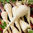 Jammas5 Parsnip- Early Harris- 100 Seeds -