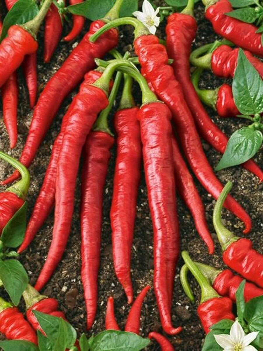 Jammas5 Pepper- Cayenne Red- 100 Seeds -