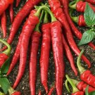 Jammas5 Pepper- Cayenne Red- 100 Seeds -