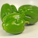 Jamms5  Pepper- Green- California Wonder- 100 Seeds -