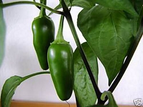 Jammas5 Pepper- Jalepeno Early- 100 Seeds -