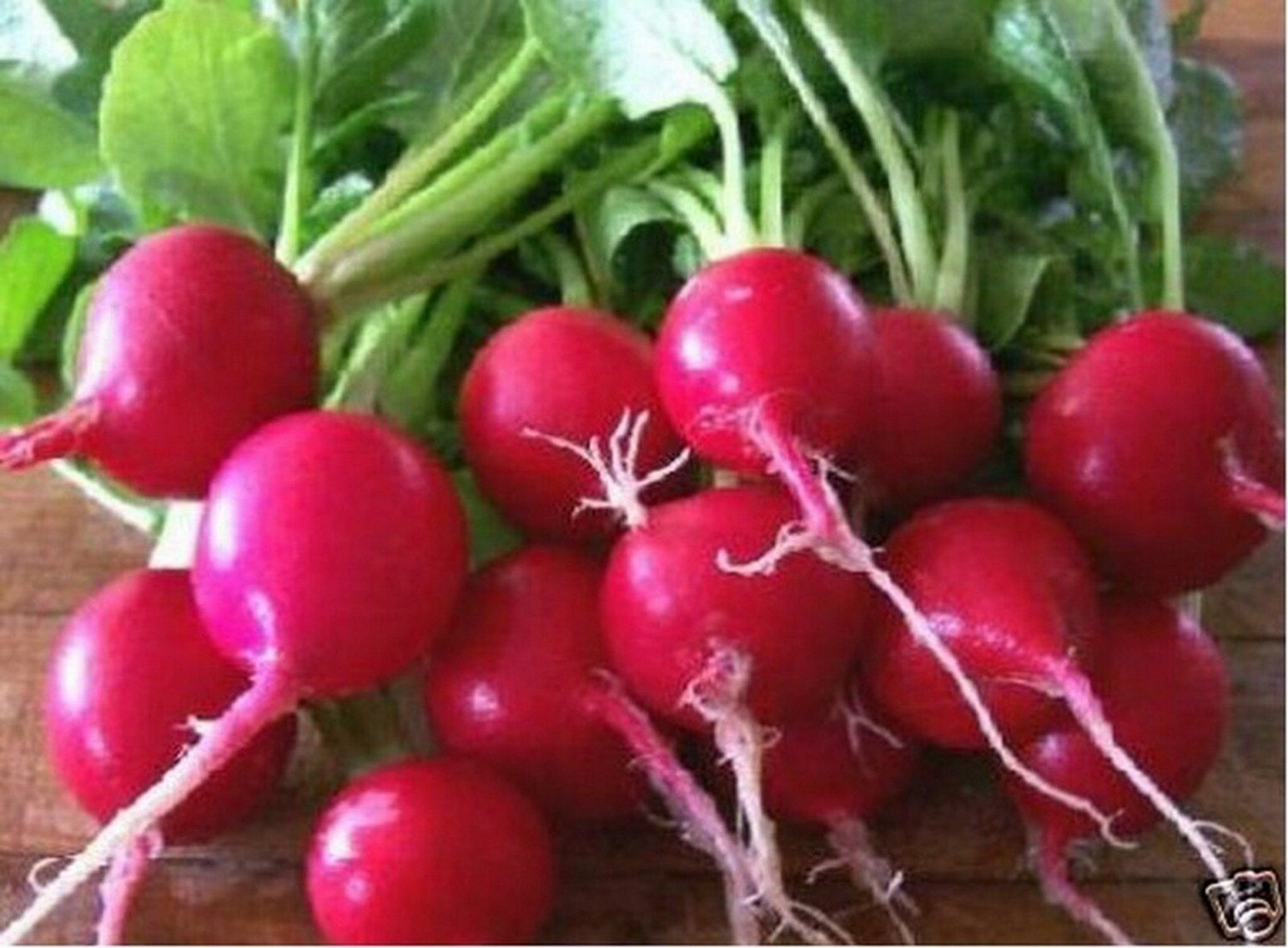 Jammas5 Radish- Cherry Belle- 200 Seeds -