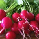 Jammas5 Radish- Cherry Belle- 200 Seeds -