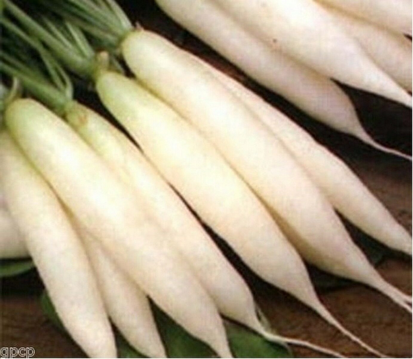 Jammas5 Radish- White Icicle- 200 Seeds -