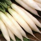 Jammas5 Radish- White Icicle- 200 Seeds -