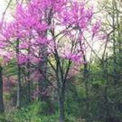 Jammas5 Redbud Tree- Eastern - 20 Seeds -