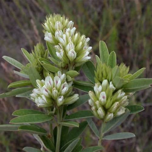 Jammas5 Lespedeza Capitata-Round Head Bush clover- 50 seeds